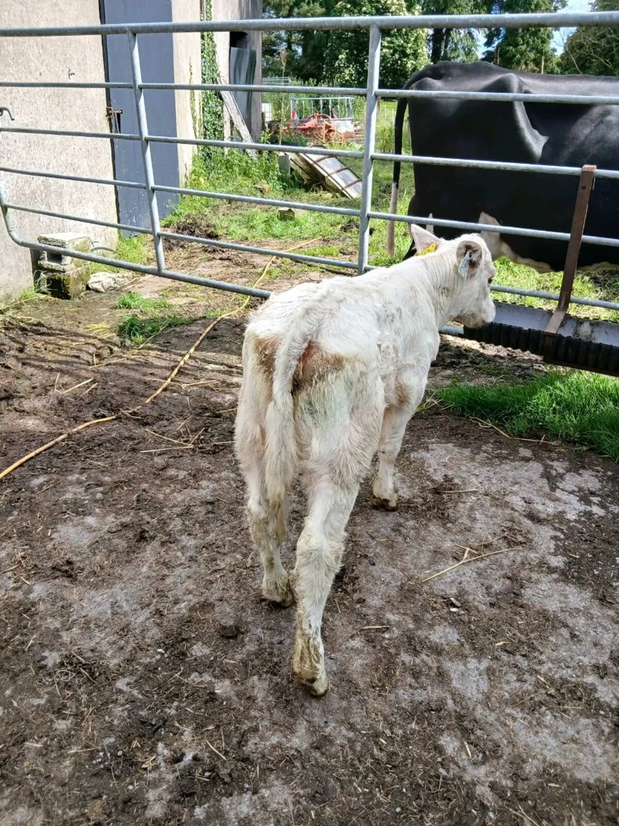 For sale Charlie  heifer  calf - Image 1