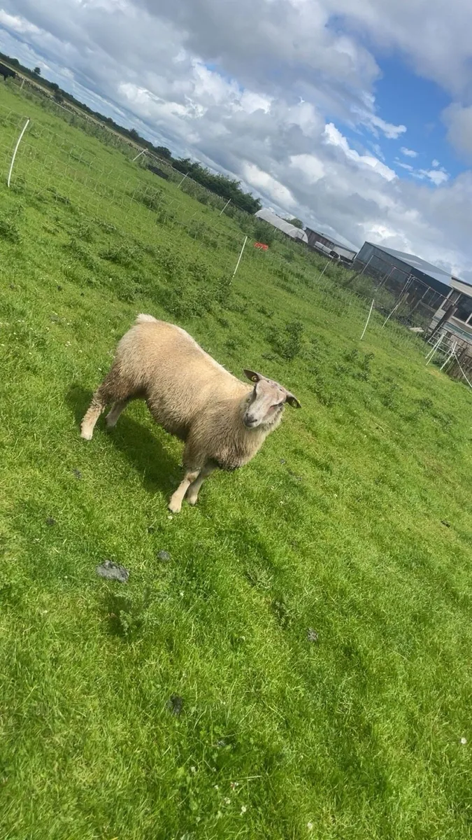Pedigree Charollais ram lamb - Image 1