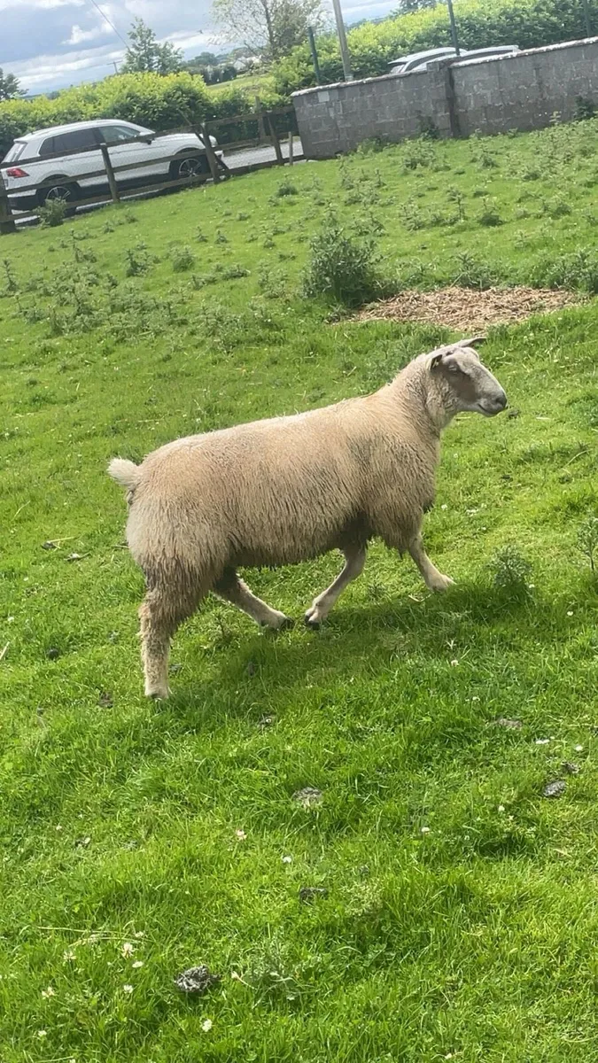 Pedigree Charollais ram lamb - Image 2