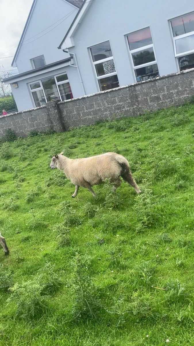 Pedigree Charollais ram lamb - Image 3