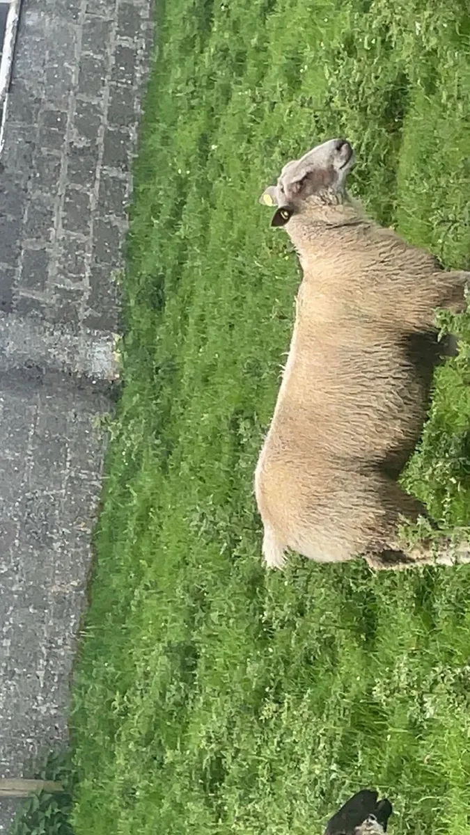 Pedigree Charollais ram lamb - Image 4
