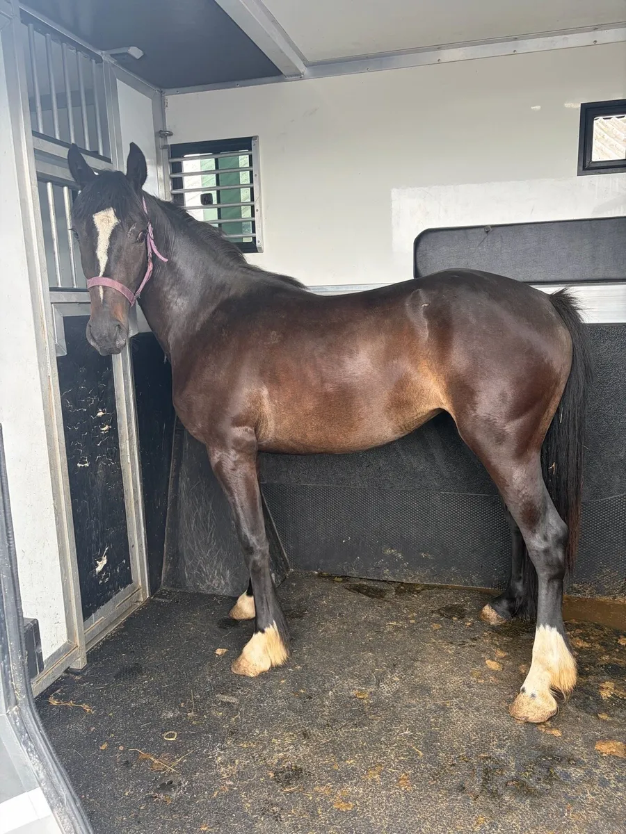 2yo Cob Filly - Image 1