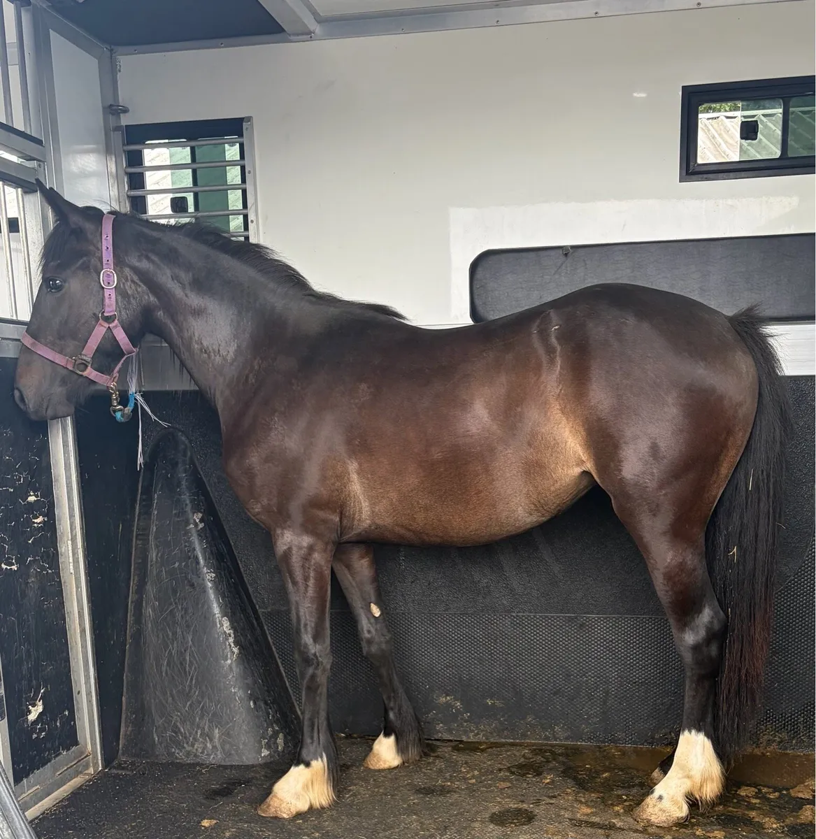 2yo Cob Filly - Image 2