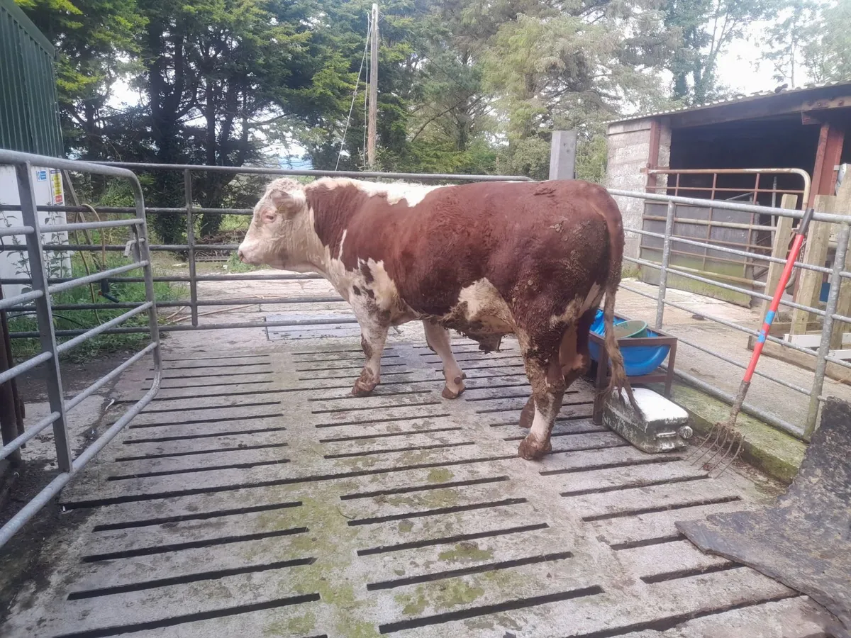 Hereford Bull - Image 1