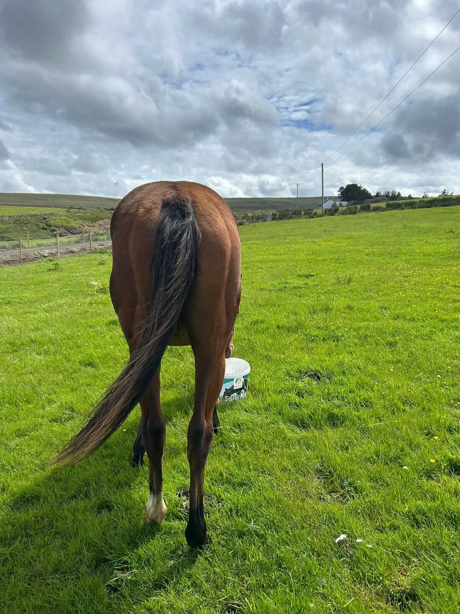 TB Yearling - Image 2