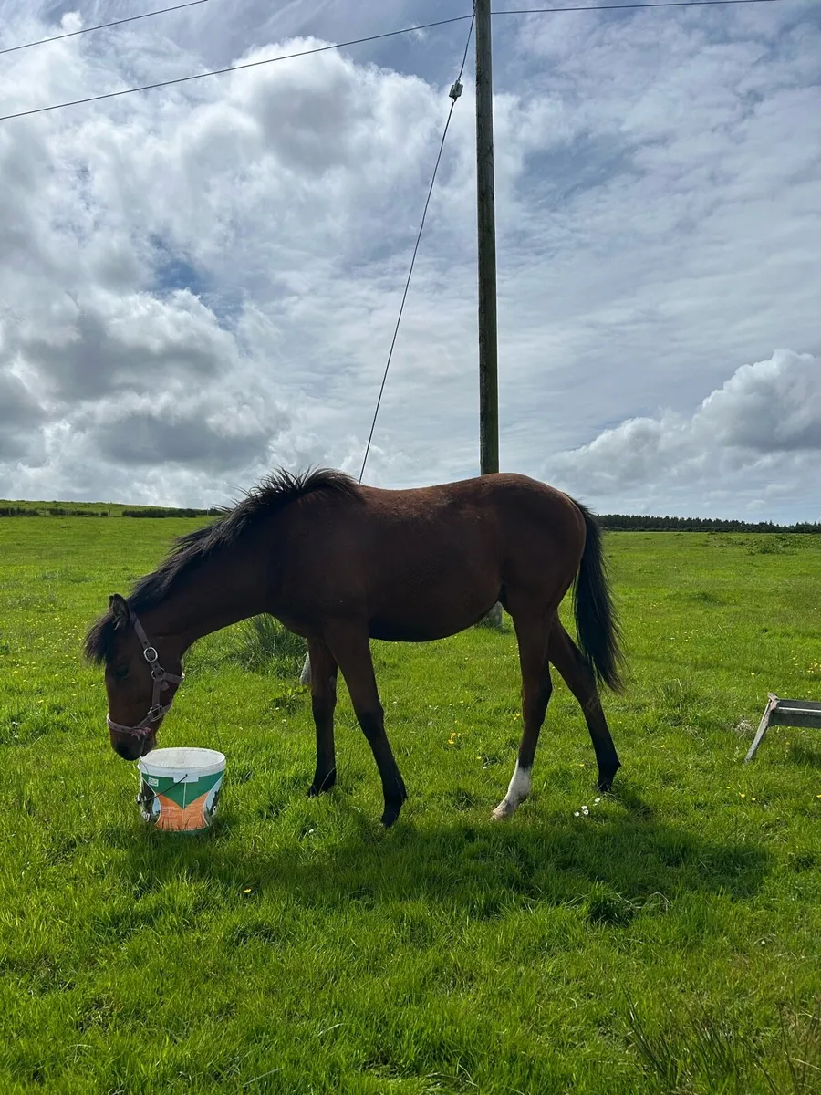 TB Yearling - Image 3