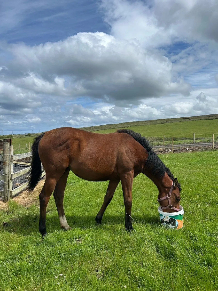 TB Yearling - Image 1