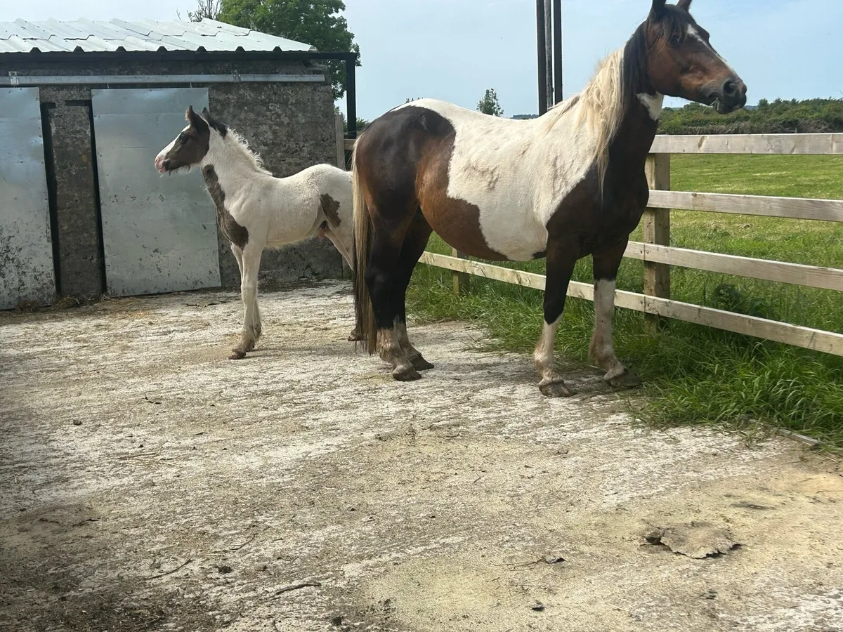 Mare And Colt Foal - Image 1