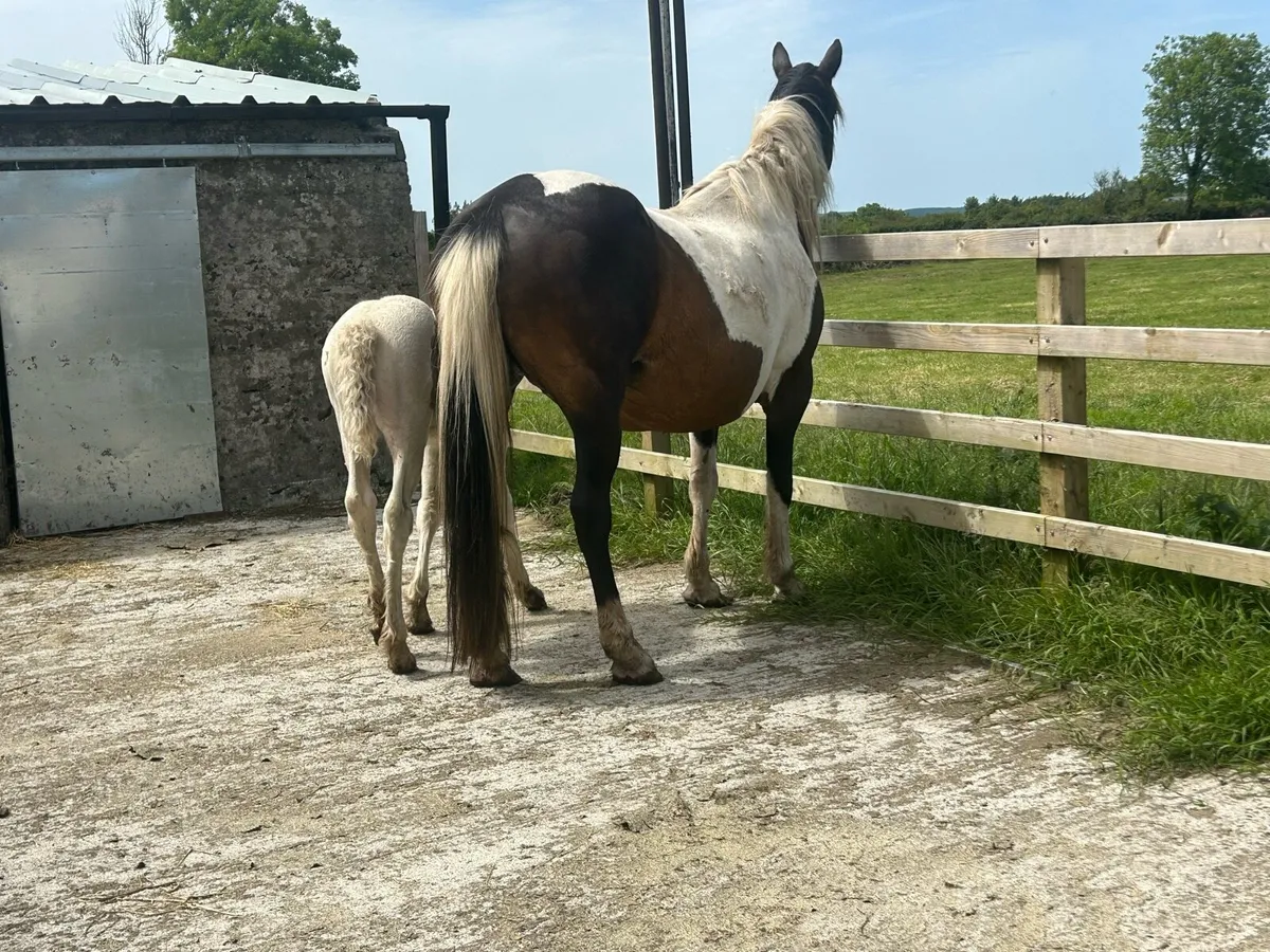 Mare And Colt Foal - Image 3