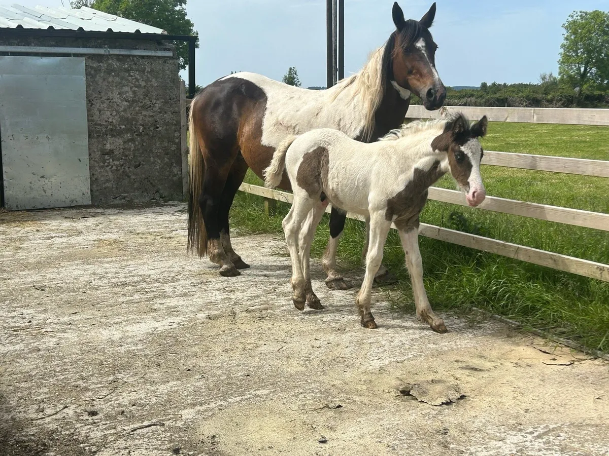 Mare And Colt Foal - Image 4