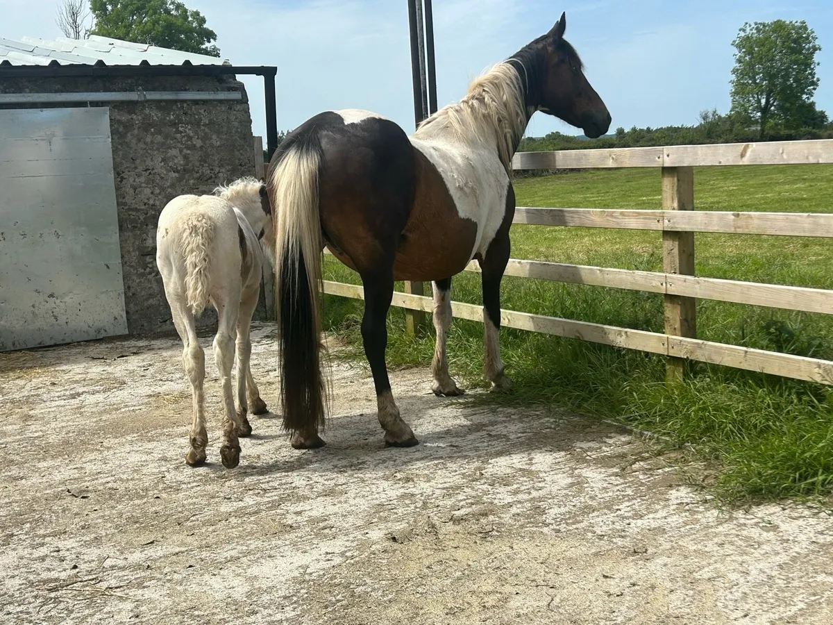 Mare And Colt Foal - Image 2