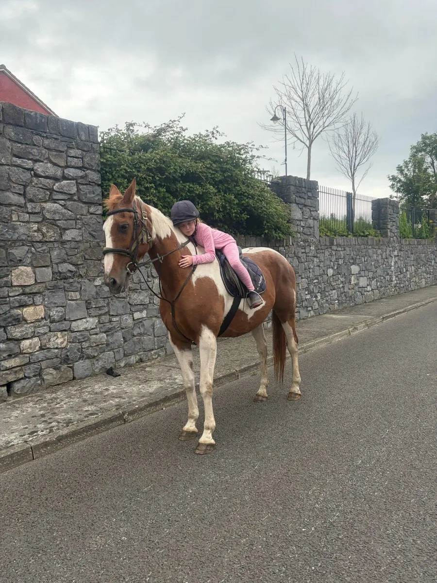 Irish sports mare - Image 2