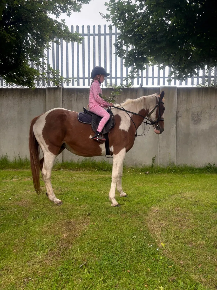 Irish sports mare - Image 3