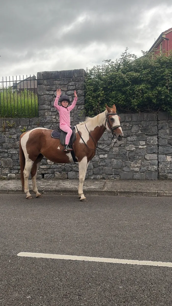 Irish sports mare - Image 1