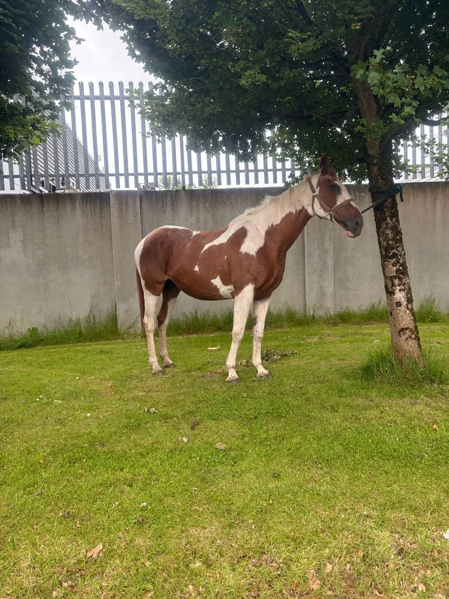 Irish sports mare - Image 4