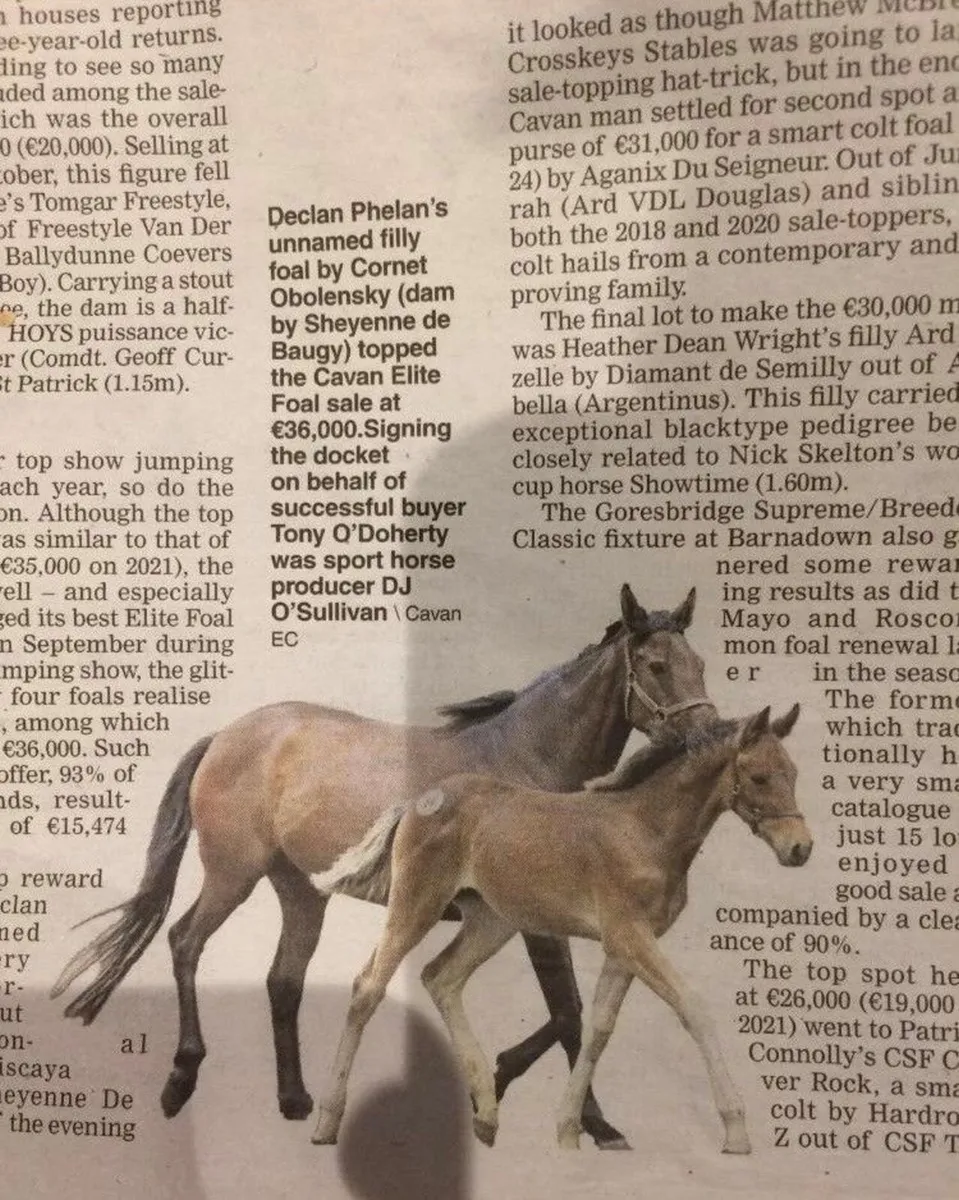 Recipent/broodmare