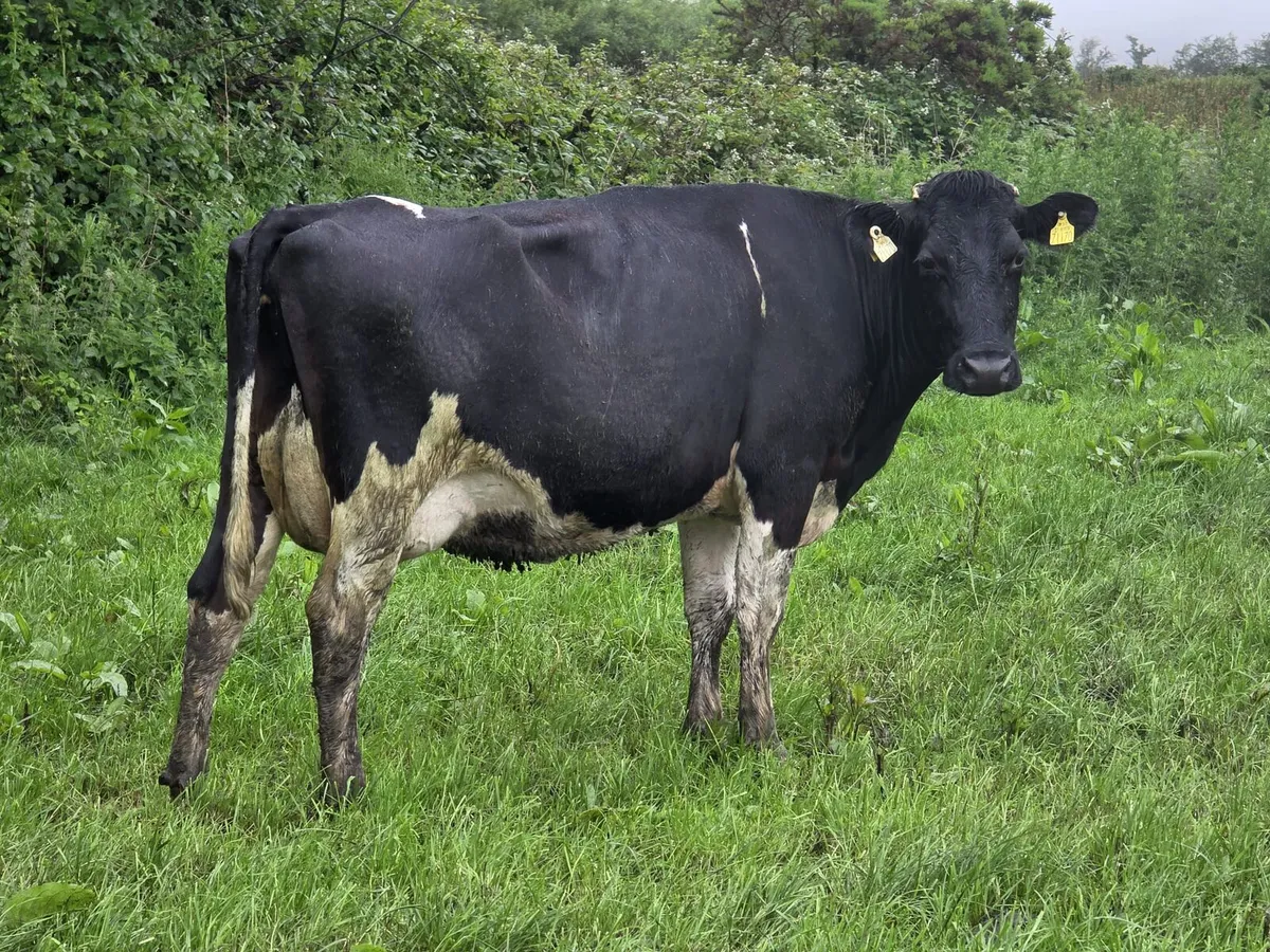 Dairy Clearance Cork Marts Corrin Tuesday 23th - Image 1