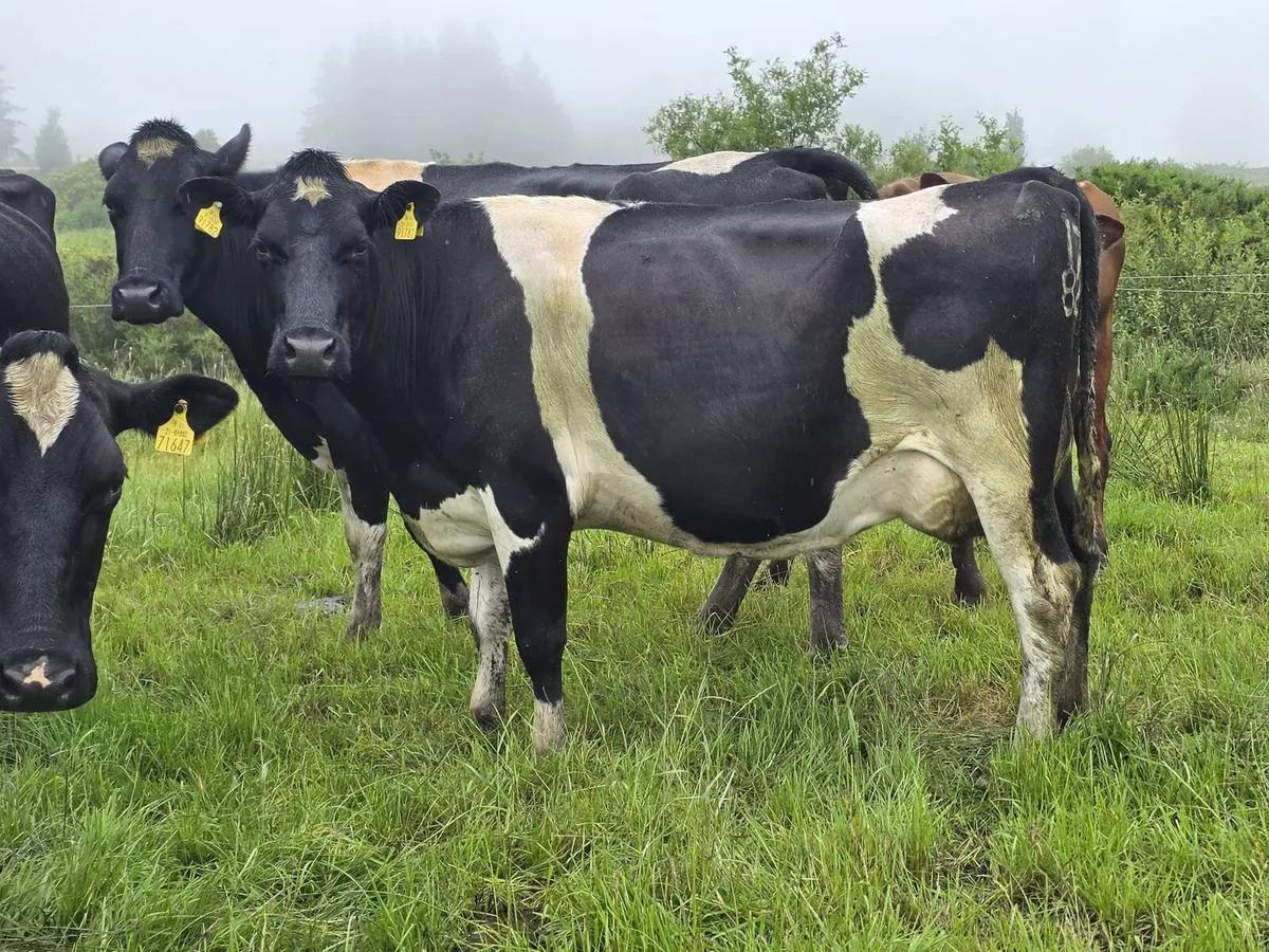 Dairy Clearance Cork Marts Corrin Tuesday 23th - Image 2