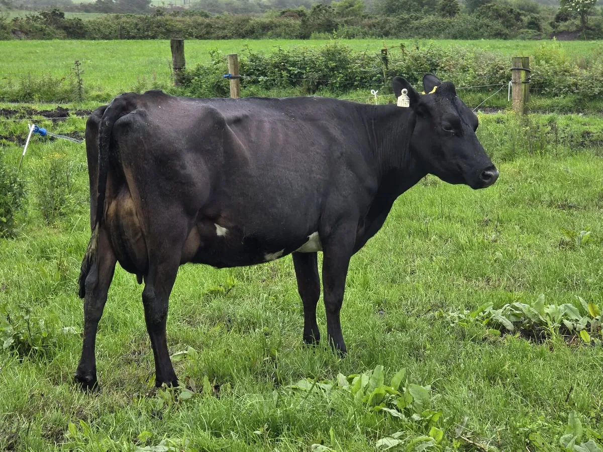 Dairy Clearance Cork Marts Corrin Tuesday 23th - Image 4