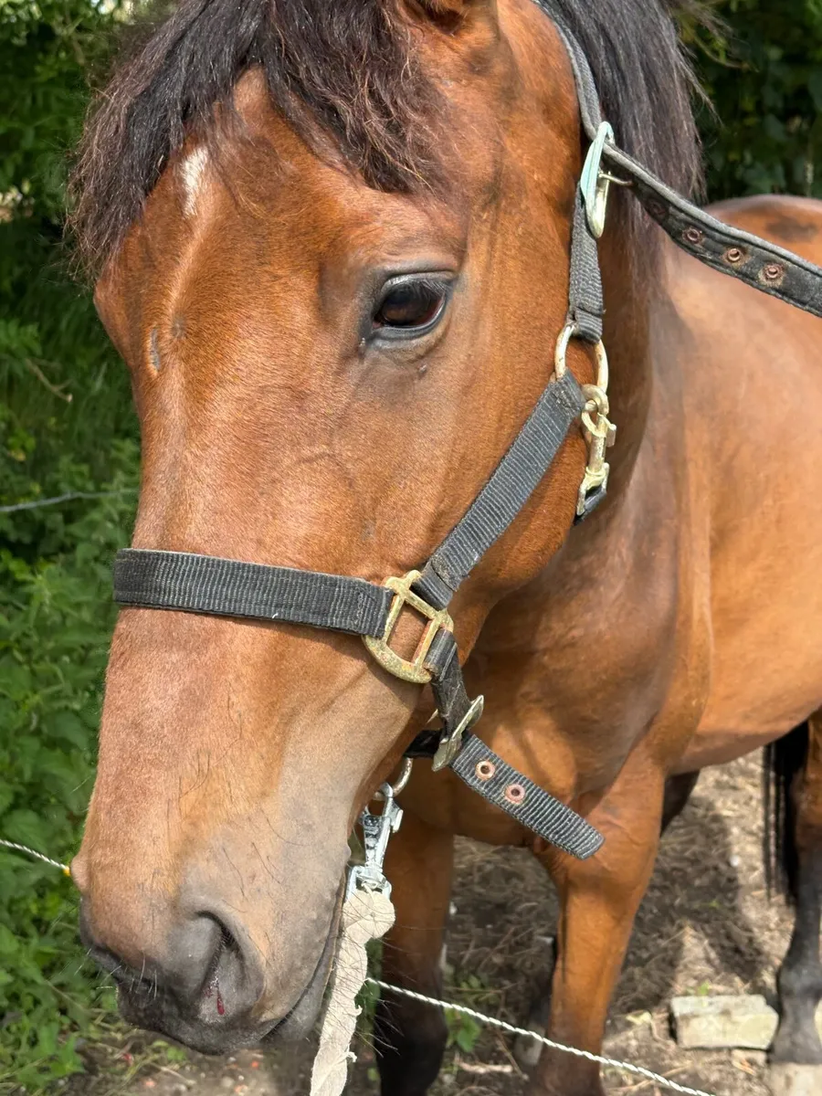 5 yr old Bay Mare - Image 1
