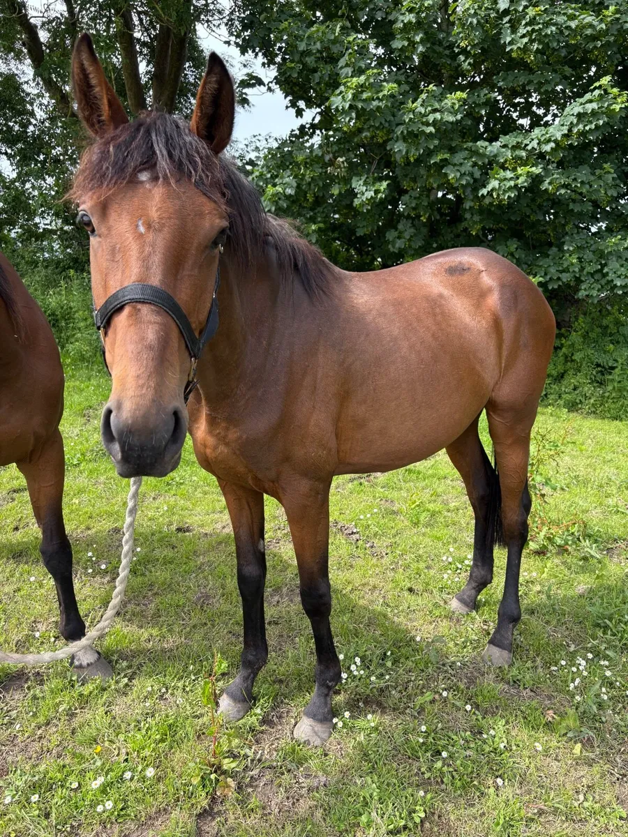 5 yr old Bay Mare - Image 4