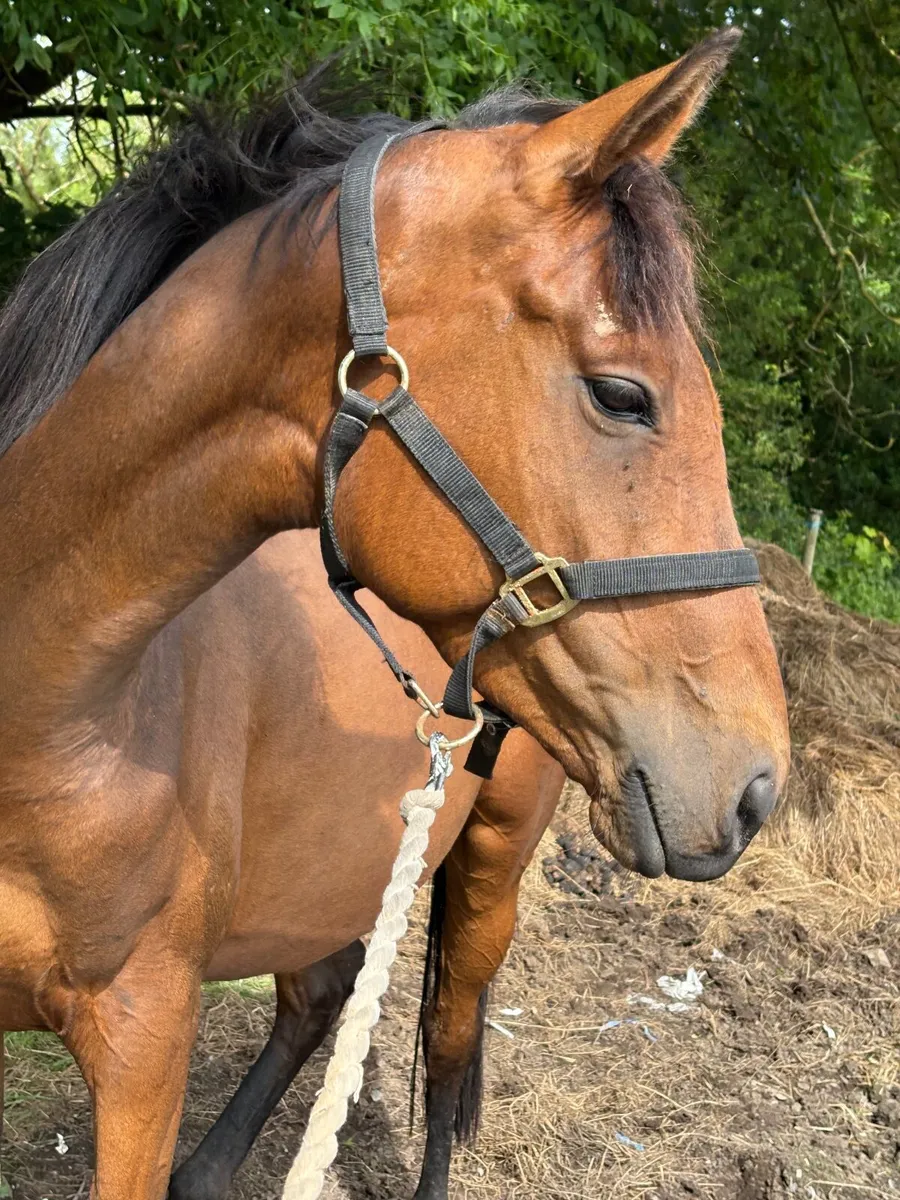 5 yr old Bay Mare - Image 2