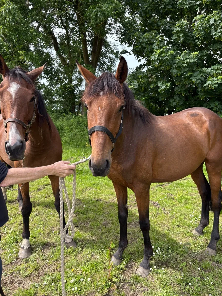 5 yr old Bay Mare - Image 3
