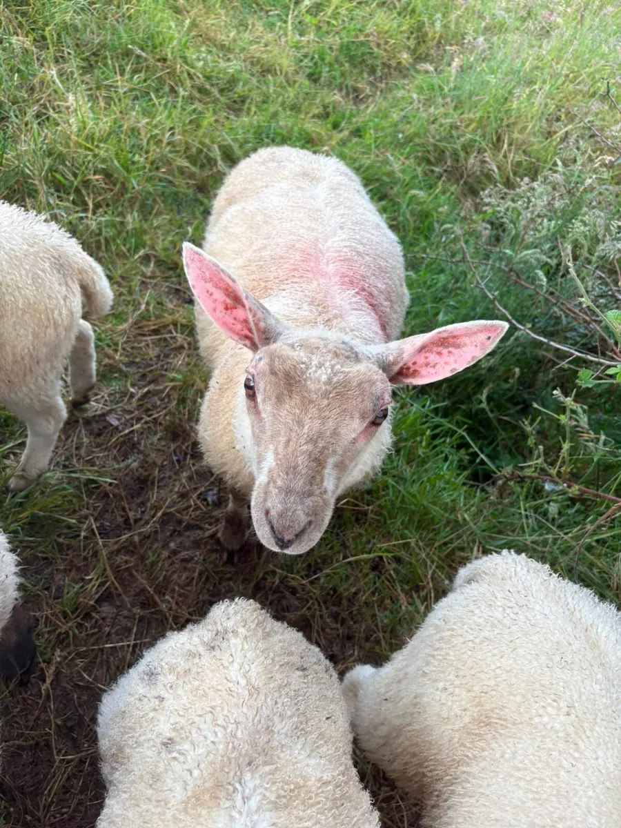 Ram lamb - Image 1