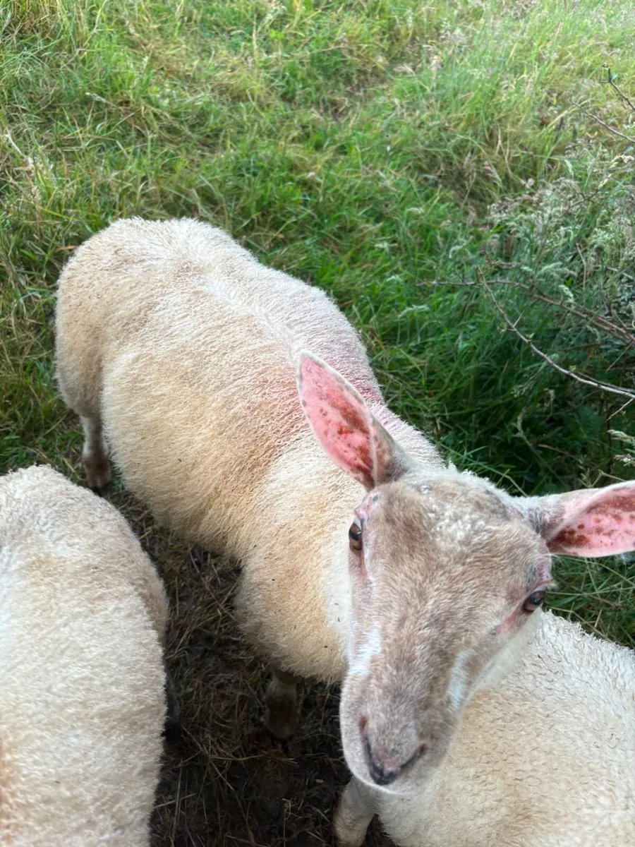 Ram lamb - Image 2