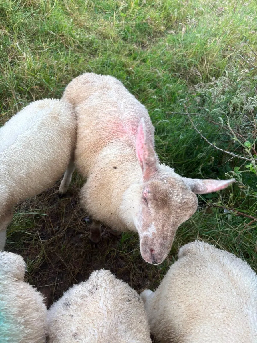 Ram lamb - Image 3