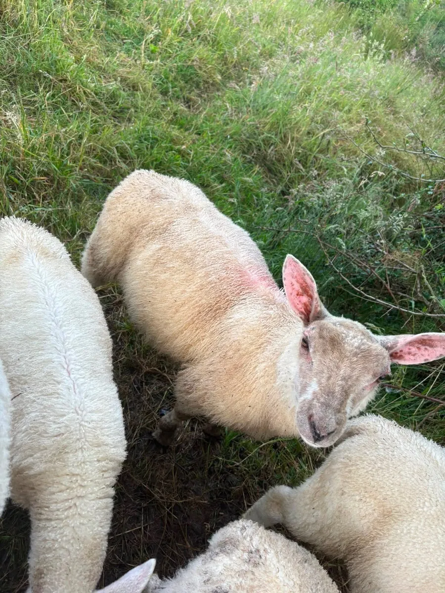 Ram lamb - Image 4