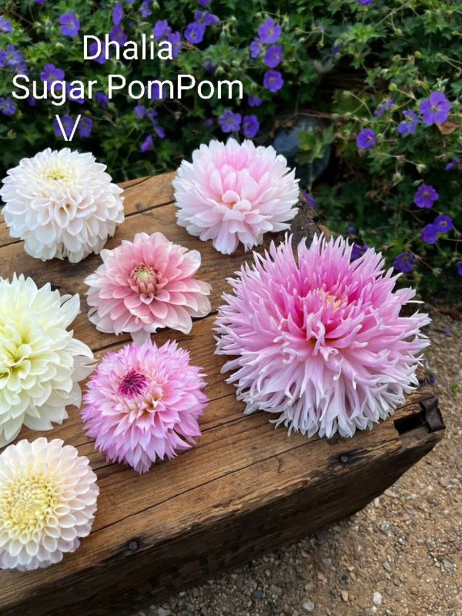 Sugar PomPom Dhalia SALE