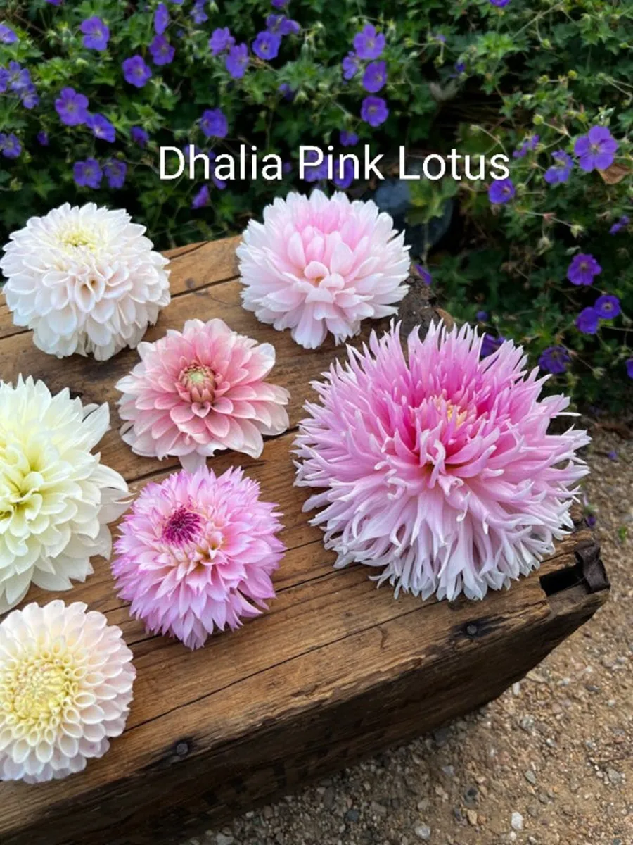 Premier Pink Lotus Dhalia SALE