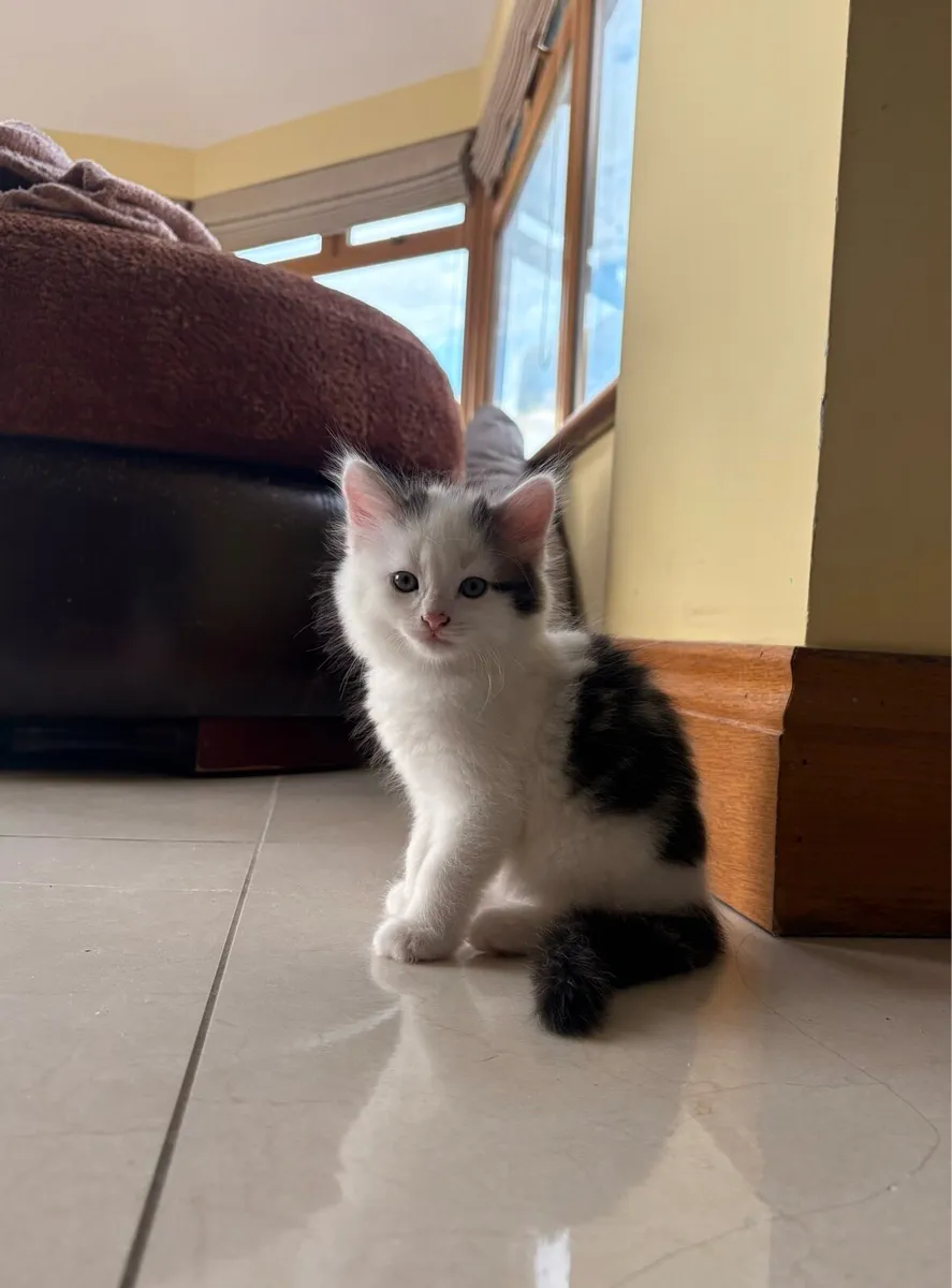 Kittens - Image 1
