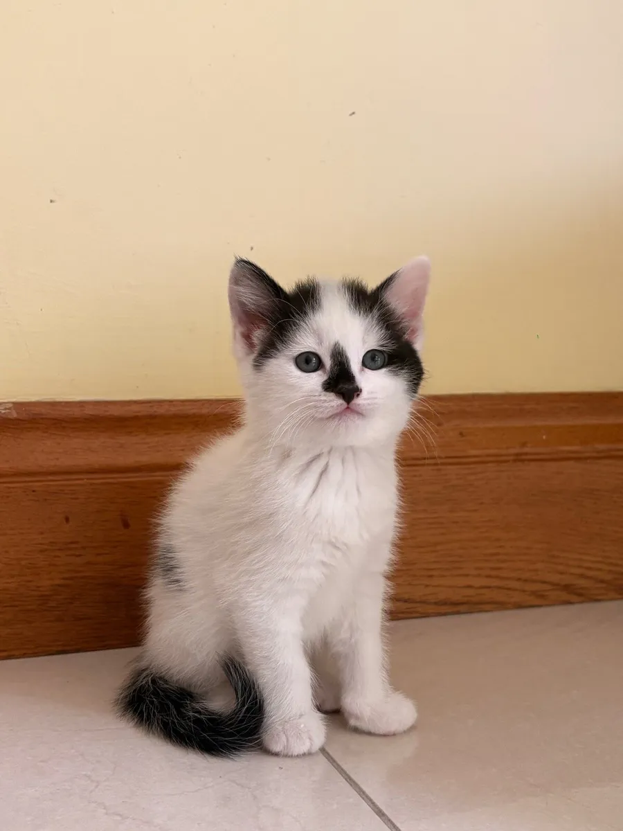Kittens - Image 2