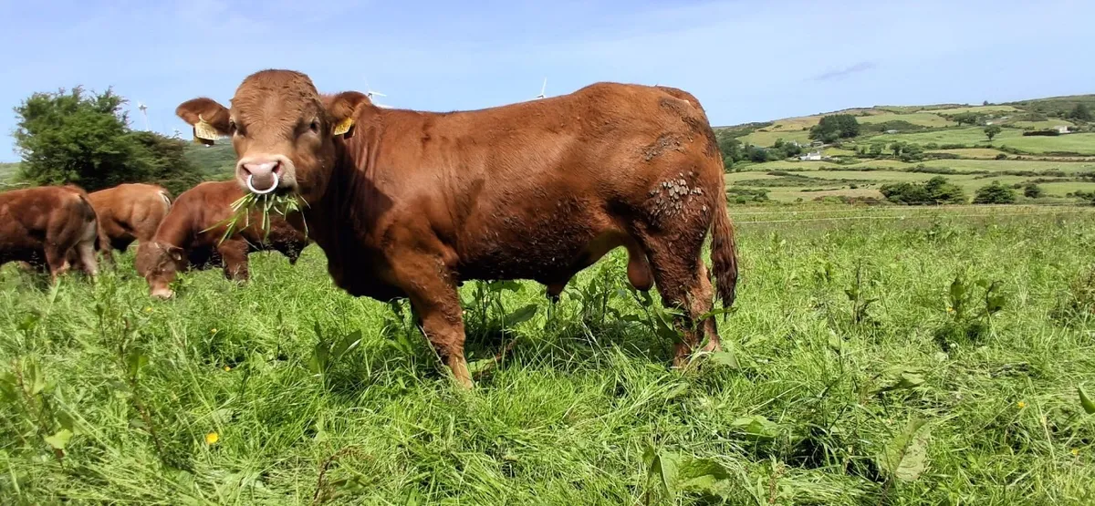 TOP QUALITY PEDIGREE REGISTERED LIMOUSIN BULLS - Image 1