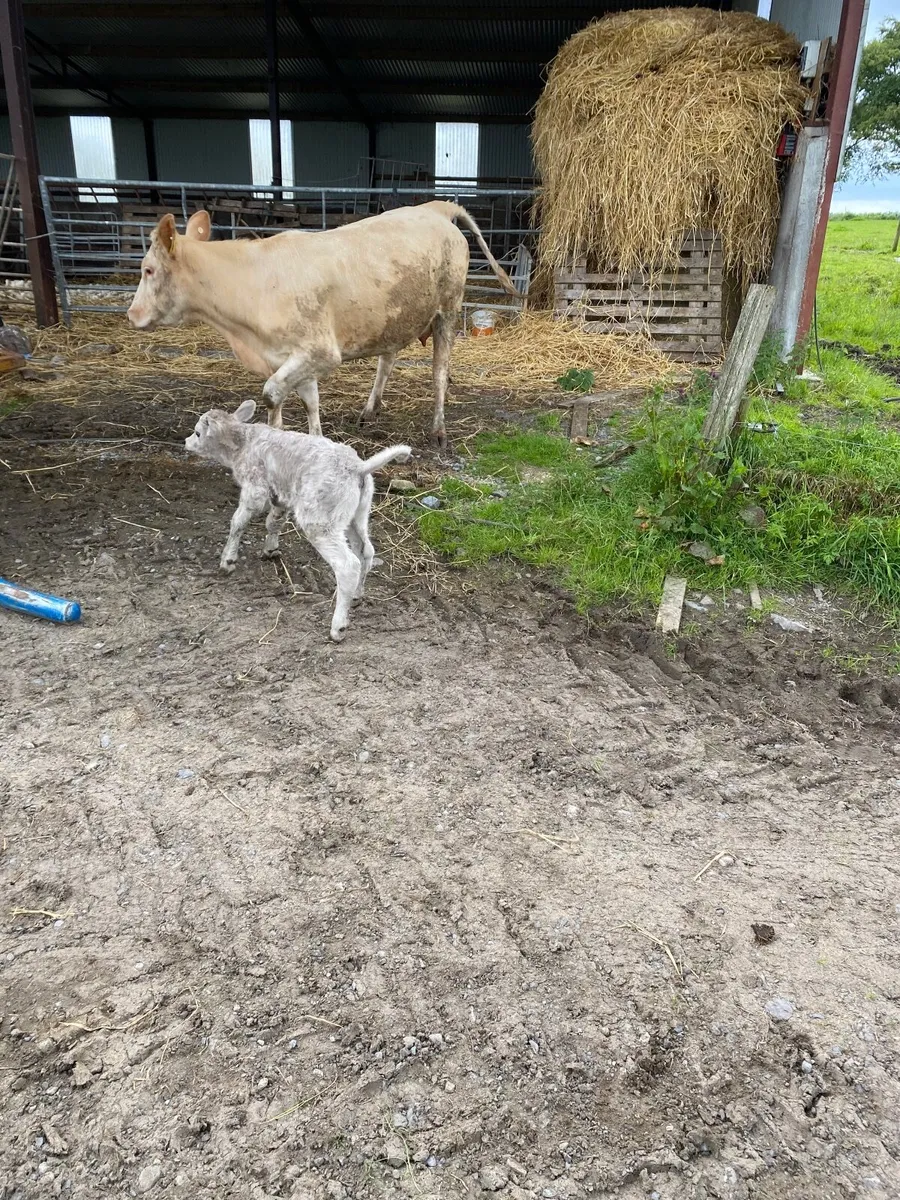 Beef cattle - Image 2