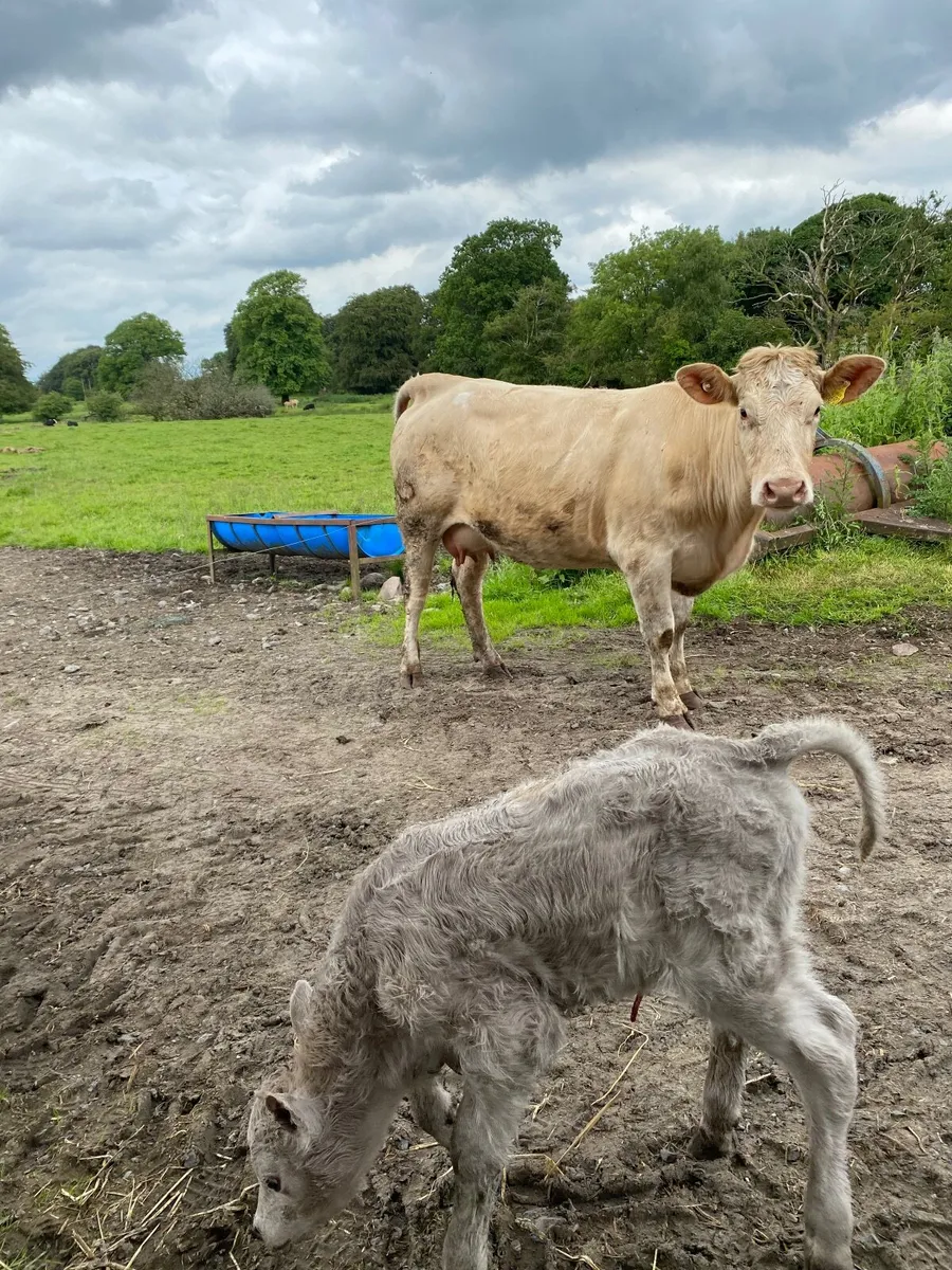 Beef cattle - Image 1