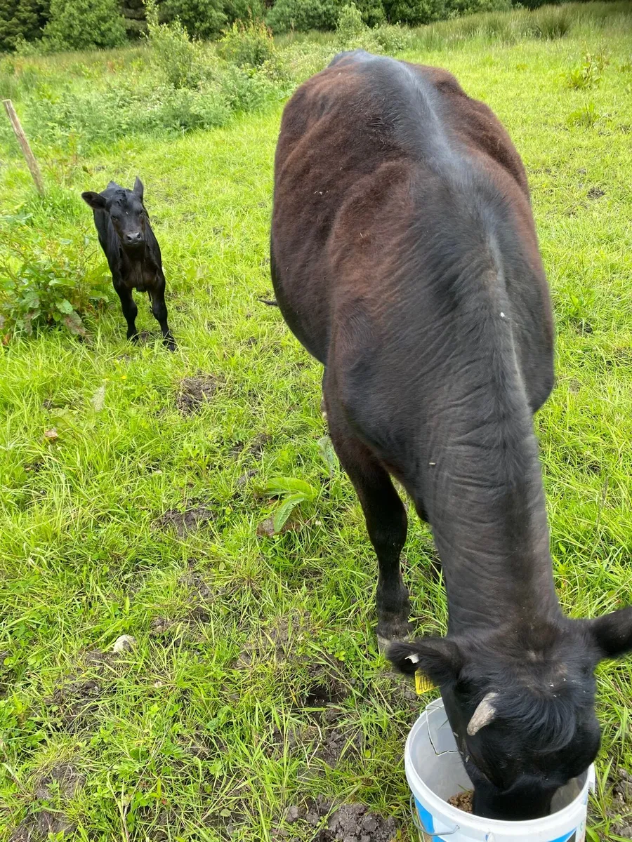 Beef cattle - Image 4