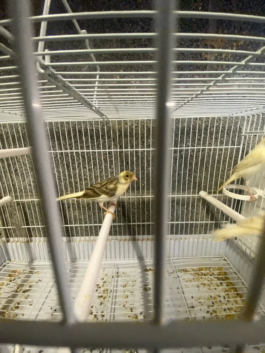 Canary - Image 1