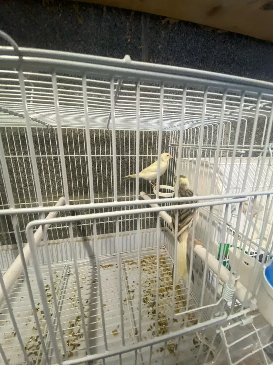 Canary - Image 2