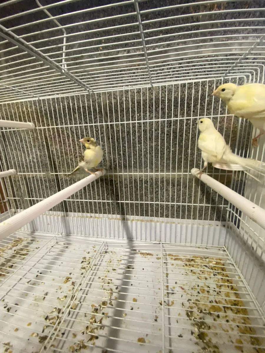 Canary - Image 4