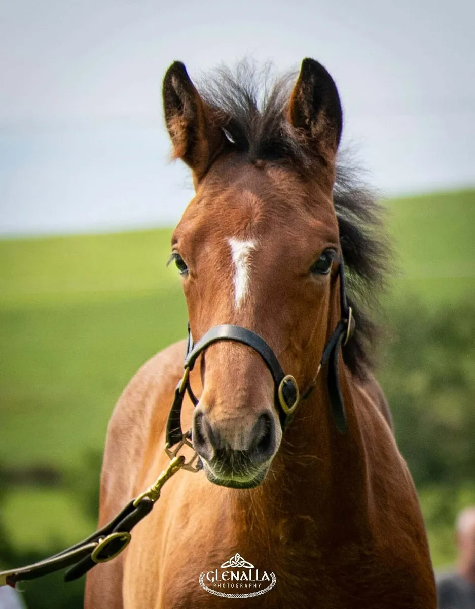 Irish Sport Horse Fillies - Image 3