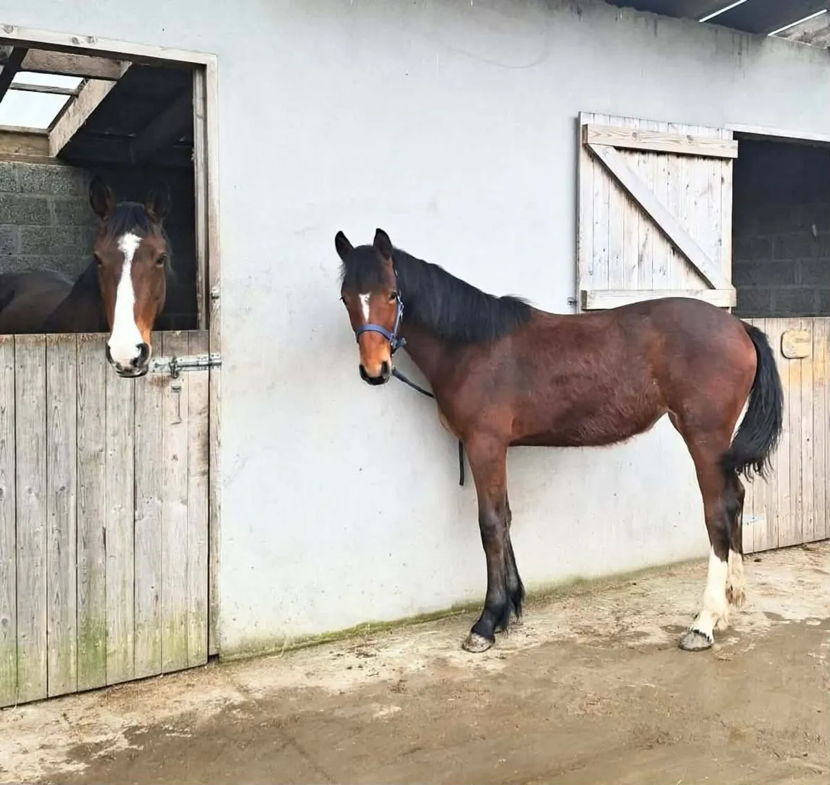 Irish Sport Horse Fillies - Image 2