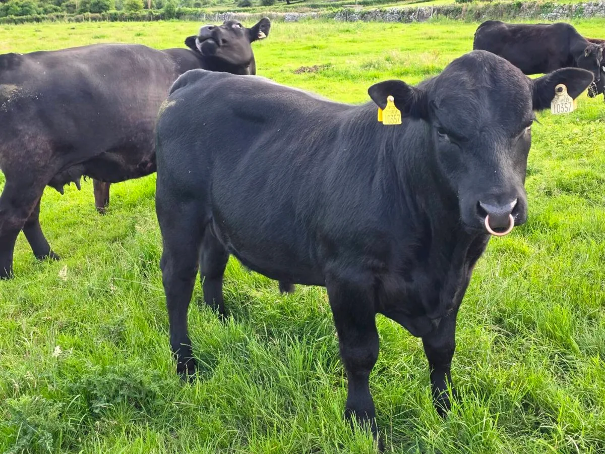 5⭐Pedigree AA Bulls 0.9% calving - Image 1