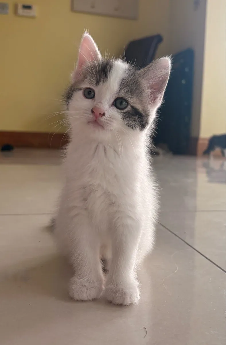Kittens - Image 3
