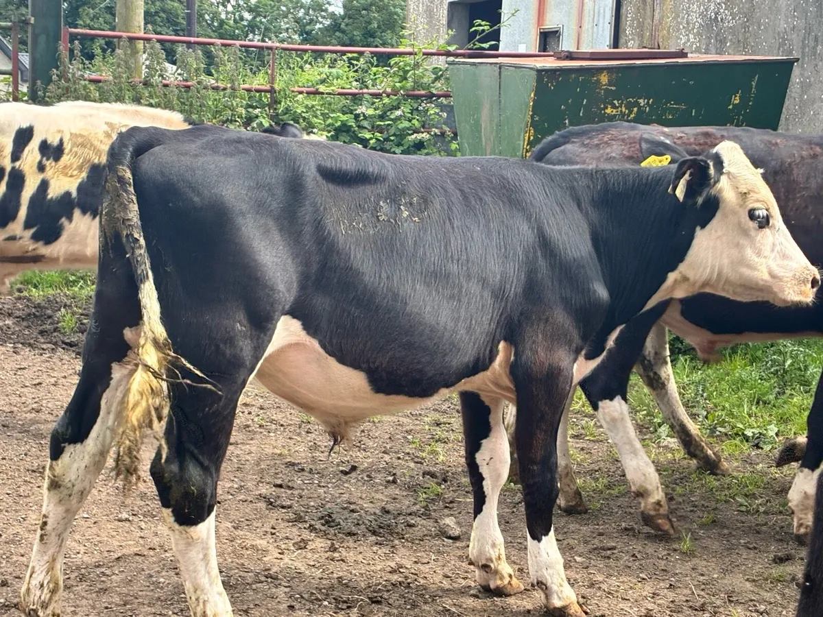 5 bullocks for sale - Image 2