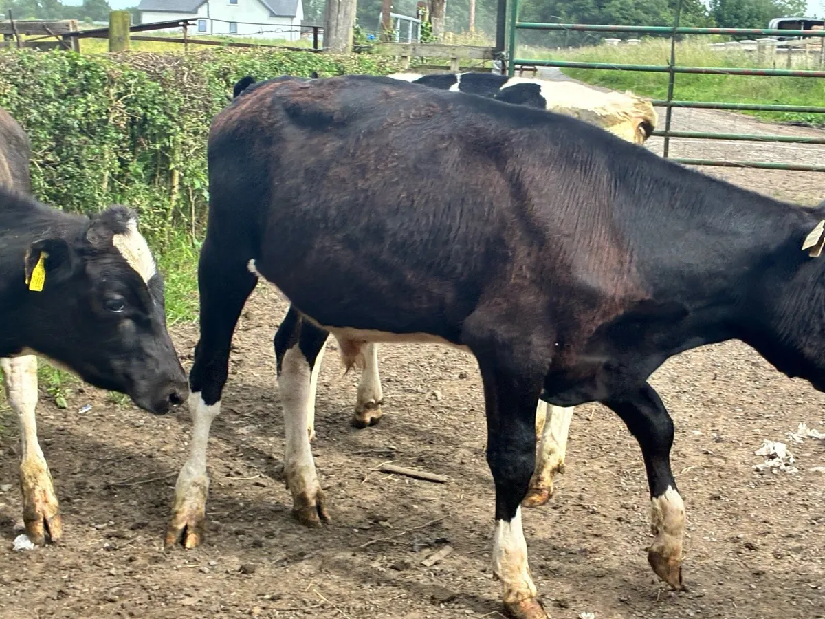 5 bullocks for sale - Image 4