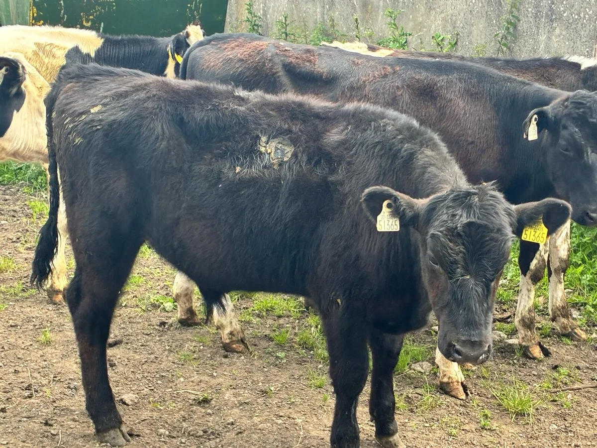 5 bullocks for sale - Image 3