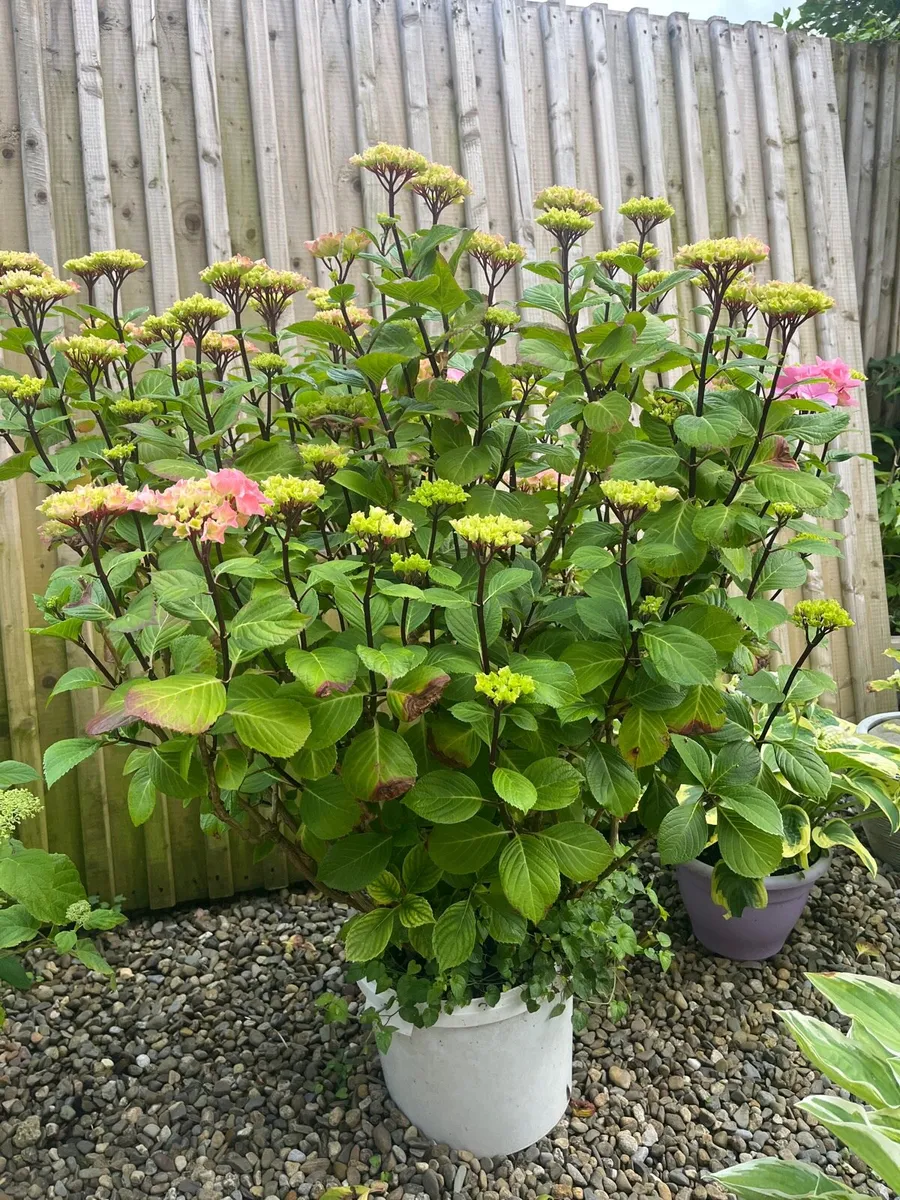 Big Hydrangea plant pink colour - Image 1
